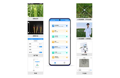 台北市小麦表型测量仪IN-XM05